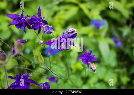 Violette fleur bleu bluebell aquilegia, ancolie, bassin. Banque D'Images