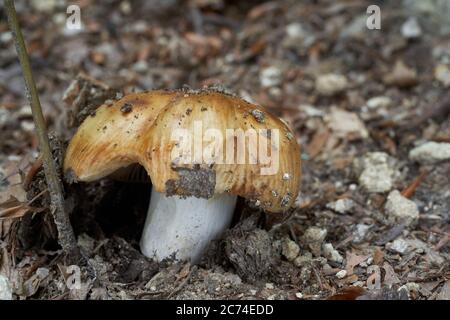 Champignon non comestible Russula foetens dans la forêt de hêtre. Connu sous le nom de Stencet russula. Champignons sauvages en croissance dans un sol graveleux. Banque D'Images