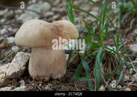 Champignon comestible Boletus reticulatus dans la forêt de hêtre. Connu sous le nom de cep d'été. Champignon sauvage dans un sol pierreux. Banque D'Images