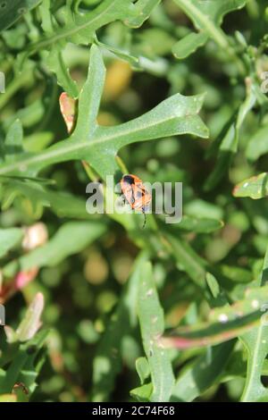 L'image montre un bogue de feu sur une feuille Banque D'Images