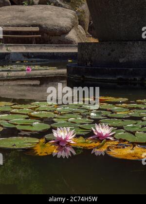 Deux belles fleurs de nénuphars roses et de grandes feuilles rondes flottant dans l'eau sombre de l'ancienne fontaine dans un parc de la ville. Énormes rochers et banc. Banque D'Images