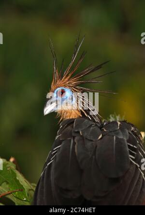 Hoatzin, oiseau reptile, oiseau mouffin, oiseau de rose, faisan de Canje (Opisthocomus hoazin), portrait, Brésil Banque D'Images