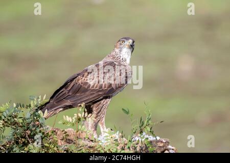 Aigle de Bonelli (Hieraaetus fasciatus, Aquila fasciata), adulte perché en milieu rural, Espagne Banque D'Images