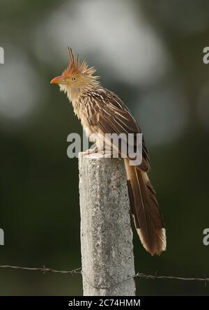 guira Cuckoo (Guira guira), adulte perché sur un poteau, Brésil Banque D'Images