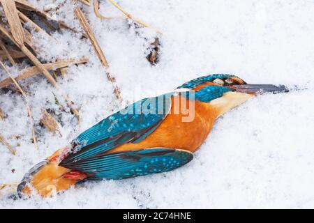 rivière kingfisher (Alcedo atthis), surgelée à mort sur une calotte glaciaire, Allemagne, Hesse Banque D'Images