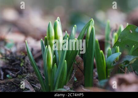 Flocon de neige printanier (Leucojum vernum), à Bud, pays-Bas Banque D'Images