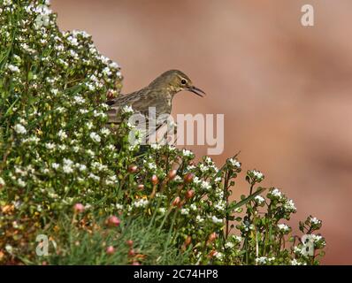 Pitpit de British Rock (Anthus petrosus petrosus, Anthus petrosus), appelant du bord d'une falaise, Royaume-Uni, Angleterre Banque D'Images