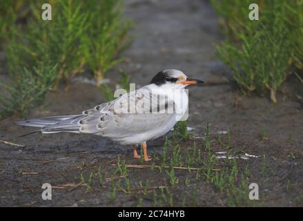 Sterne commune (Sterna hirundo), Juvenile debout sur le terrain, pays-Bas Banque D'Images