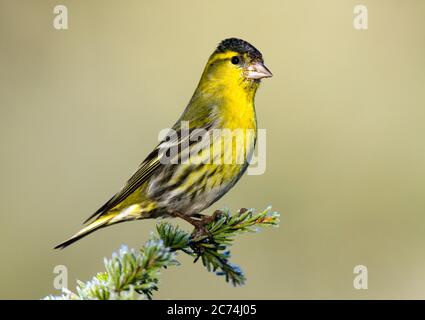 Siskin d'épinette (Spinus spinus, Carduelis spinus), mâle perché au sommet d'une branche de pin, Espagne Banque D'Images