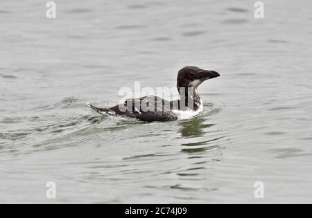 razorbill (Alca torda), immature nageant au large de la côte, Royaume-Uni, Angleterre Banque D'Images