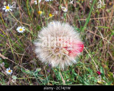 Vue de dessus d'une grande fleur de bouc de chèvre (Tragopogon pratensis) et d'une fleur de pavot rouge derrière elle poussant dans un pré dans la campagne. Banque D'Images