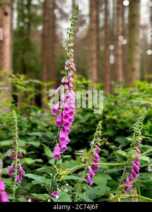 Fuxglove commun, fuxglove pourpre (Digitalis purpurea), floraison au bord de la forêt, Allemagne, Rhénanie-du-Nord-Westphalie Banque D'Images