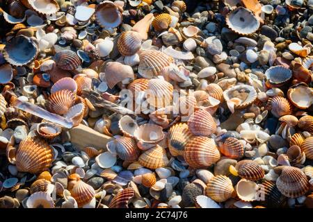 Coquillages et galets sur le bord de mer. Banque D'Images