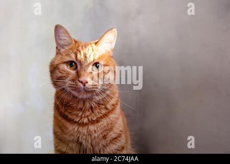 Chat de gingembre drôle regardant dans la distance sur le fond gris de mur Banque D'Images