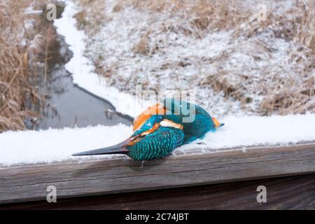 rivière kingfisher (Alcedo atthis), surgelée à mort sur une rampe, Allemagne, Hesse Banque D'Images