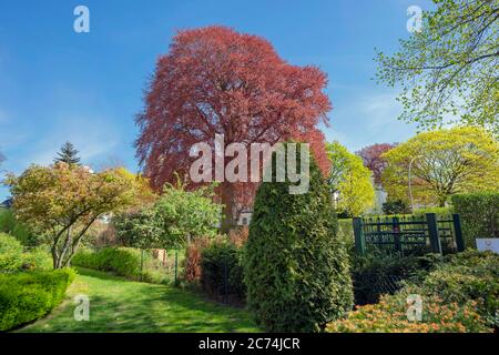 Hêtre cuivré (Fagus sylvatica var. Purpurea, Fagus sylvatica 'Atropunicea', Fagus sylvatica Atropunicea), dans un jardin, Allemagne, Schleswig-Holstein Banque D'Images