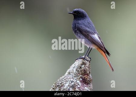 Black redstart (Phoenicurus ochruros), mâle perché sur un rocher, Espagne Banque D'Images