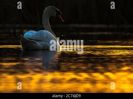 Mute Swan (Cygnus olor), nageant dans un lac du delta du Danube, photographié avec contre-jour, Roumanie, Delta du Danube Banque D'Images