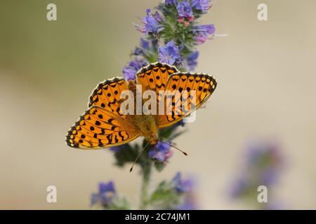 frillaire de niobe (Argynnis niobe, Fabriciana niobe), assise avec ailes ouvertes sur bugloss, vue d'en haut, France, Parc National de Mercantour Banque D'Images