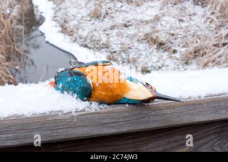 rivière kingfisher (Alcedo atthis), surgelée à mort sur une rampe, Allemagne, Hesse Banque D'Images