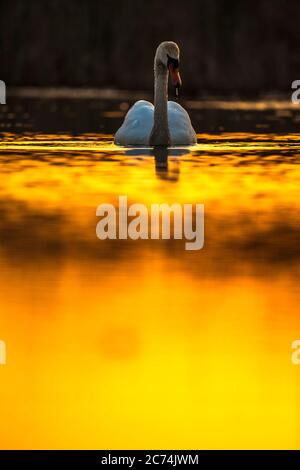 Mute Swan (Cygnus olor), nageant dans un lac du delta du Danube, photographié avec contre-jour, Roumanie, Delta du Danube Banque D'Images