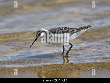 Le phalarope de wilson (Phalaropus tricolor, Steganopus tricolor), mâle en plumage hivernal, se trouvant le long de la rive d'un lac, aux États-Unis Banque D'Images