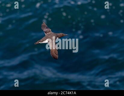 guillemot de l'Atlantique Sud, Guillemot à duvet (Uria aalge albionis, Uria albionis), adulte volant au-dessus de la mer au large de la côte, Royaume-Uni Banque D'Images