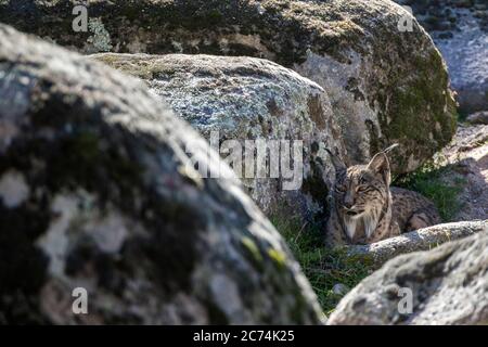 Lynx ibérique (Lynx pardinus), reposant derrière quelques rochers, Espagne Banque D'Images