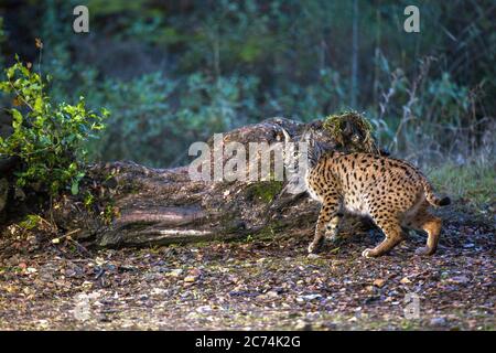 Lynx ibérique (Lynx pardinus), dans habitat, Espagne, Cordoue Banque D'Images