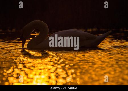 Mute Swan (Cygnus olor), nageant dans un lac du delta du Danube, photographié avec contre-jour, Roumanie, Delta du Danube Banque D'Images