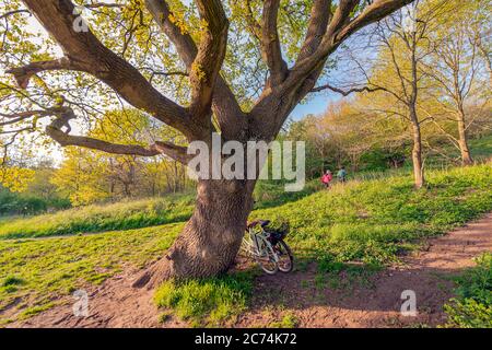 Chêne sessile (Quercus petraea, Quercus sessilis), vélos se penchent sur un vieux chêne dans le domaine Hummelsbuettel, Allemagne, Hambourg, Hummelsbuettel Banque D'Images