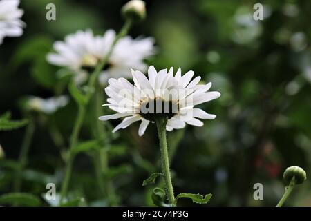 Leucanthemum - marguerite dans la vue latérale dans le lit de fleurs Banque D'Images