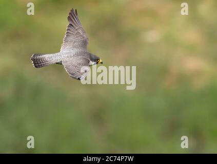 Un faucon pèlerin adulte (Falco peregrinus) en vol au-dessus de la gorge Avon, à Bristol Banque D'Images