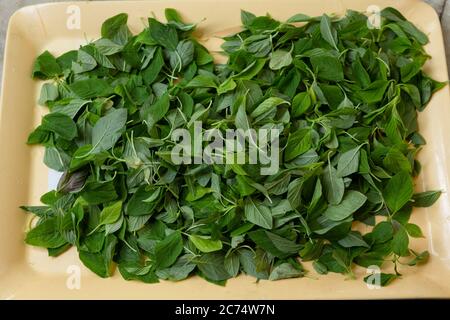 Feuilles d'amaranth fraîches lavées et séchées à l'essai. Banque D'Images