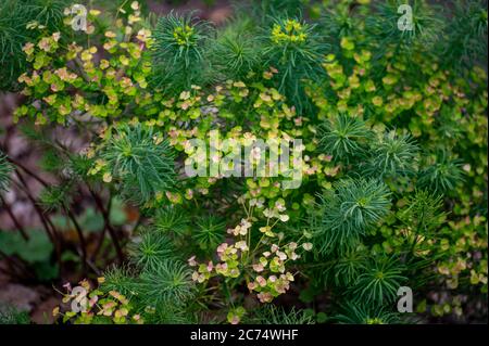 Collection botanique de plantes médicinales et toxiques et d'herbes, Euphorbia cyparissias ou cyprès sphent en été Banque D'Images