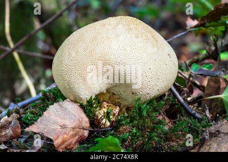 Sclérodermie citrinum, champignons de la terthball commun champignon boisé à l'automne Banque D'Images