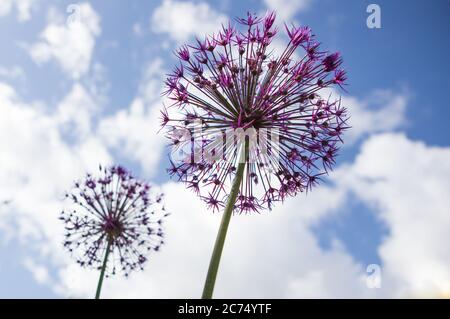 Fleur d'Allium pourpre avec un fond de ciel d'été Banque D'Images