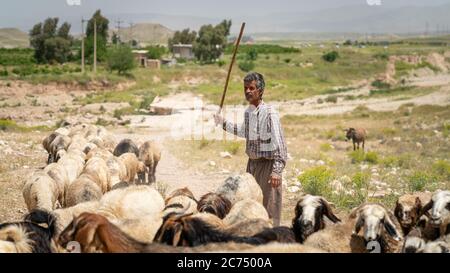 Shiraz, Iran - Mai 2019: Qashqai turc shephard homme avec ses chèvres Banque D'Images