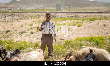 Shiraz, Iran - Mai 2019: Qashqai turc shephard homme avec ses chèvres Banque D'Images