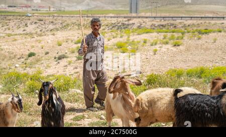 Shiraz, Iran - Mai 2019: Qashqai turc shephard homme avec ses chèvres Banque D'Images