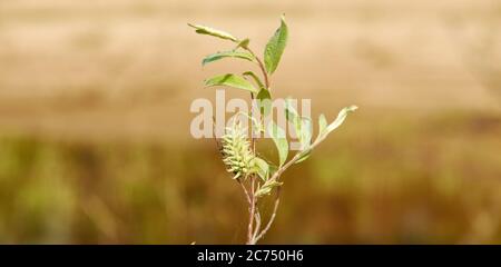 Salix laponum, saule en aval, ayant une large distribution en Europe du Nord Banque D'Images