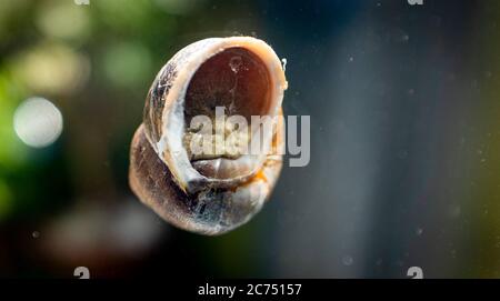 Un escargot de jardin commun Cornu aspersum se déplaçant vers le haut d'une fenêtre Banque D'Images