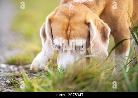 Un chiot qui se renifle dans l'herbe Banque D'Images