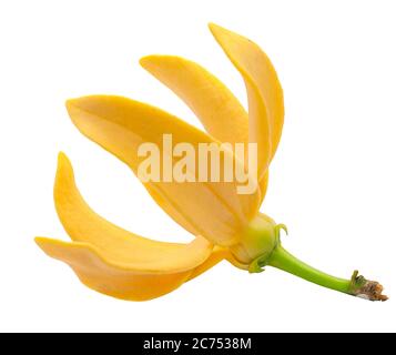 Fleur de Magnolia champaca isolé sur fond blanc Banque D'Images