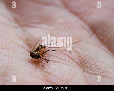 Macro gros plan d'un moustique mort couché ventre-vers le haut sur la paume d'une main humaine Banque D'Images