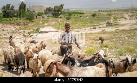 Shiraz, Iran - Mai 2019: Qashqai turc shephard homme avec ses chèvres Banque D'Images