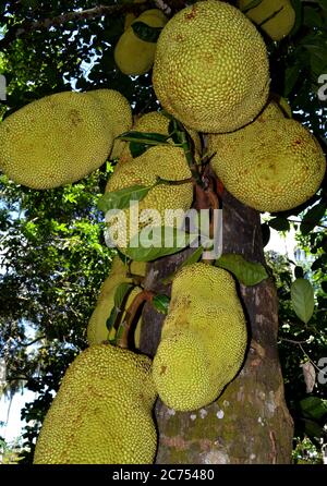 Fruits de jackfruit géants sur les arbres à Zanzibar Banque D'Images