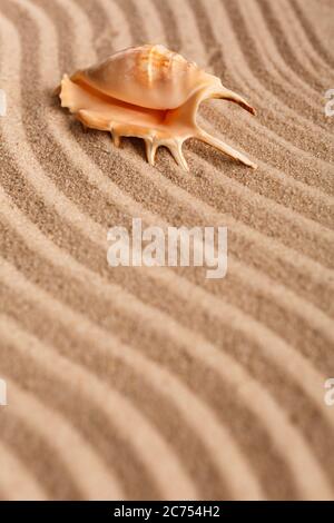 Concept de l'heure d'été avec coquillages sur fond de sable brun. Mise au point sélective. Banque D'Images