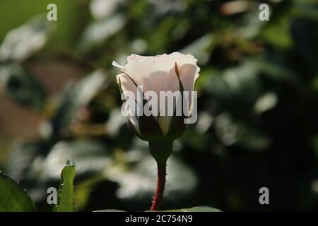 Rose UNE ombre plus blanche de Pale dans la Flora Rosarium dans le village de Boskoop aux pays-Bas en blanc Banque D'Images