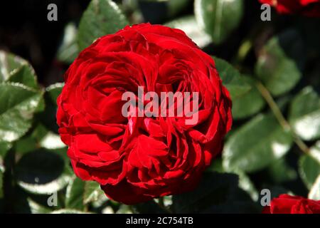 Rose Nostalgie dans la Flora Rosarium dans le village de Boskoop aux pays-Bas en rouge Banque D'Images